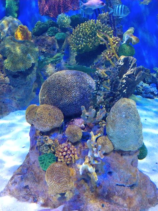Underwater view of a coral

Description automatically generated