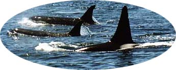 Killer whales, San Juan Island, WA