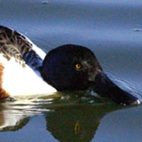 Shoveler