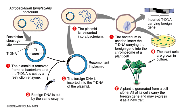 oregon-genctics-center-what-is-genetic-manipulation