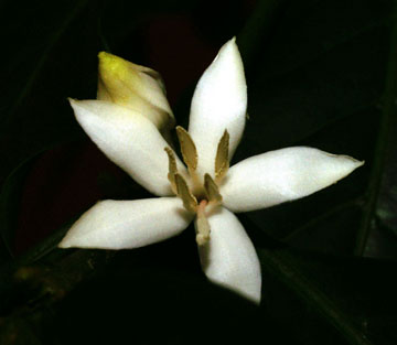 Coffea flower