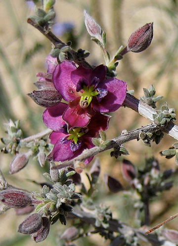 Krameria erecta