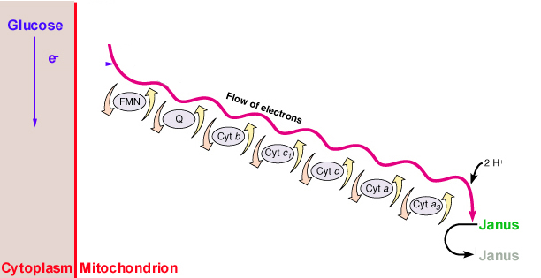 electron transport chain