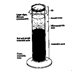 Winogradsky column