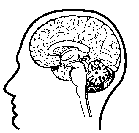 Brain Nervous System Coloring Worksheet Sketch Coloring Page